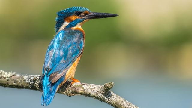 Kingfisher